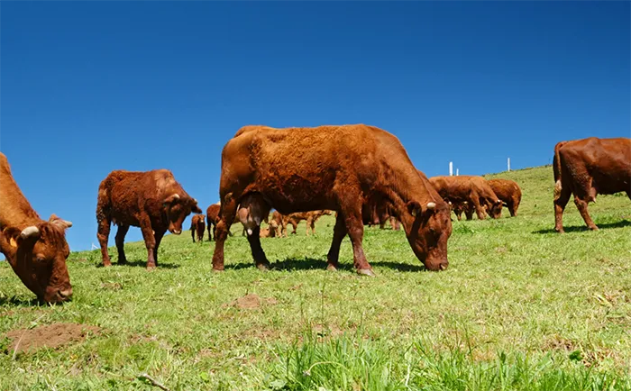 Soluciones financieras para la gestión de hacienda